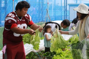 グラウンド管理人の木村さんが育てた新鮮野菜を収穫中